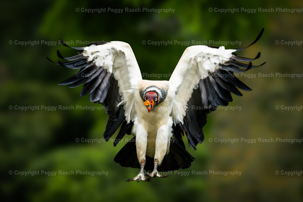 Königsgeier (2) | PeggyRaschPhotography - Realisiert mit Pictrs.com