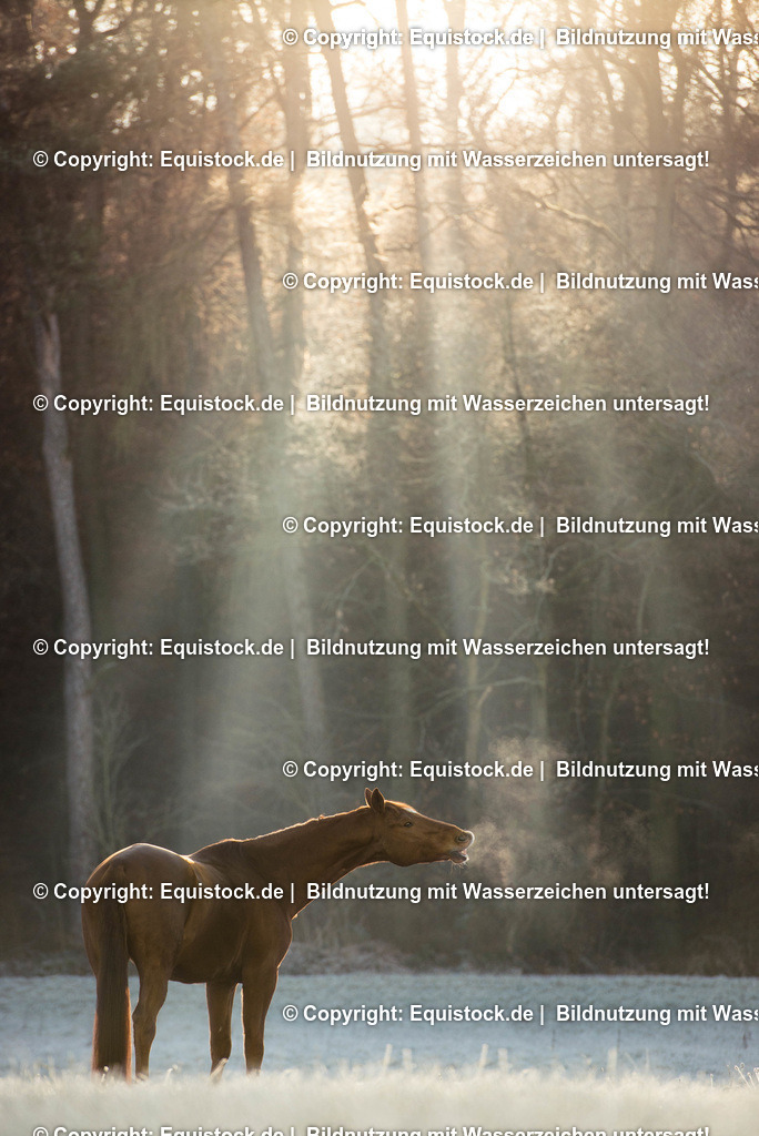 TS_20161206_Pferd_in_Winterlandschaft_0001 | Foto: Thomas Hartig