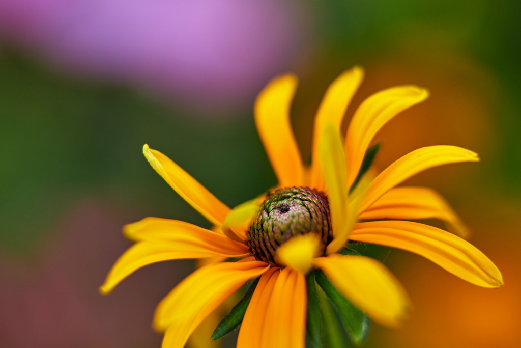 Gewöhnlicher Sonnenhut | Austria - August 01, 2020: im Hausgarten; Gewöhnlicher Sonnenhut - Realisiert mit Pictrs.com