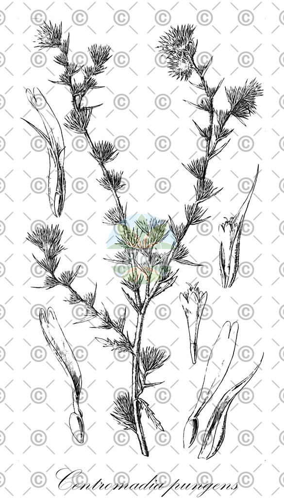 HistAbb_wfo-0000825607_1_ENZY_Simple | Historische Abbildung von Centromadia pungens - Asteraceae | Historical Illustration of Centromadia pungens - Asteraceae