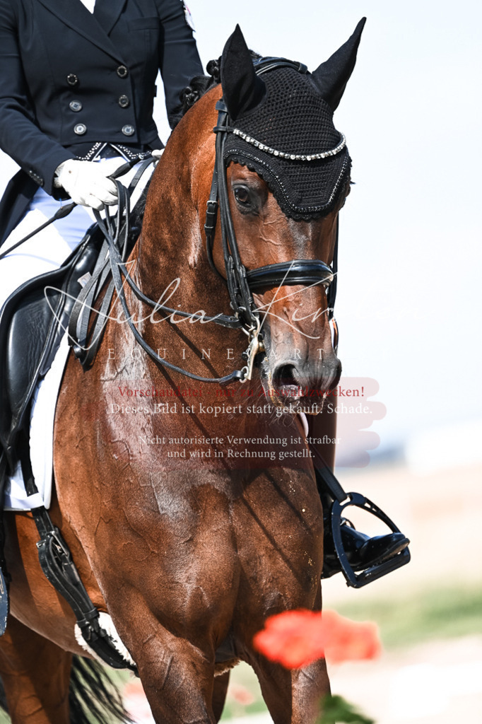 DSC_3073 | Pferde- und Turnierfotografie in Westsachsen. Pferdeportraits, Auftragszeichnungen und intuitive Kunst.