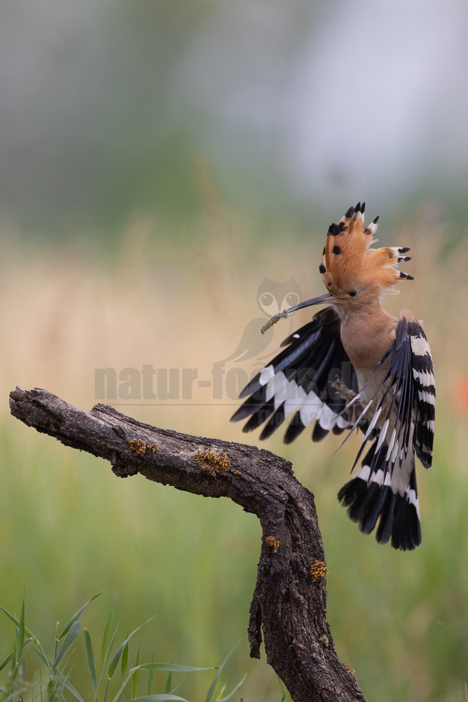 R5NF1699_20240530 | Der Bildershop von www.natur-focus.de bietet ihnen den einfachen Kauf von Bildmaterial per Download aus allen Bereichen der Natur. In den Galerien finden sie Landschaftsfotos, Tierbilder und natürlich auf Pflanzenfotos. - Realisiert mit Pictrs.com