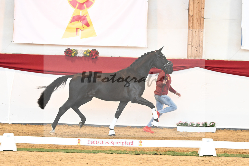 Kat-Nr. 33 Glamourdale x Vitalis_Beckmann_43230990 | hf-fotografie - Realisiert mit Pictrs.com
