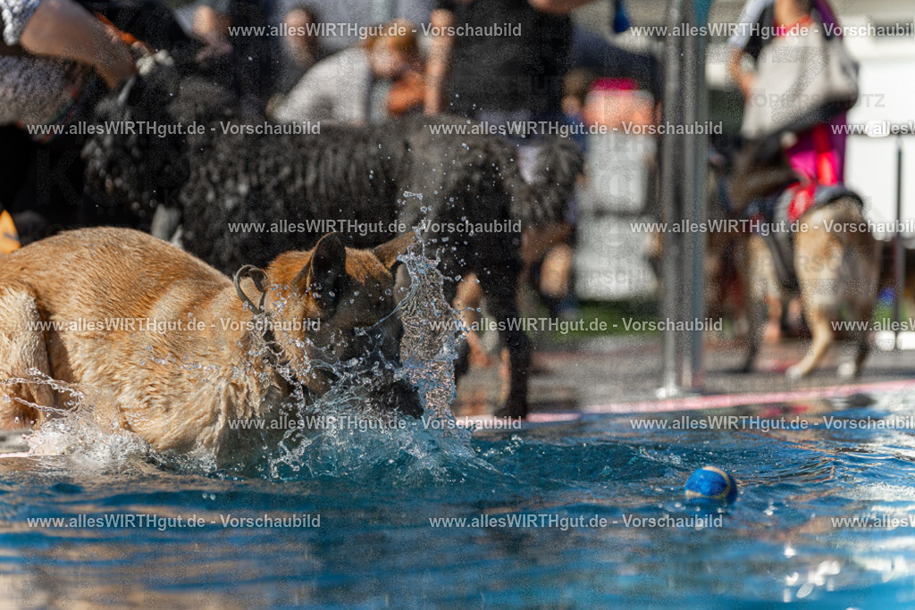 Hundeschwimmen_Volksbad_2026-allesWIRTHgut_Tierfotografie-2609061159-110959-7R500049 | Professionelle Tierfotografie in Mönchengladbach von Daniel Wirth (allesWIRTHgut). Liebevolle & natürliche Bilder von Hunden & Katzen für unvergessliche Erinnerungen.