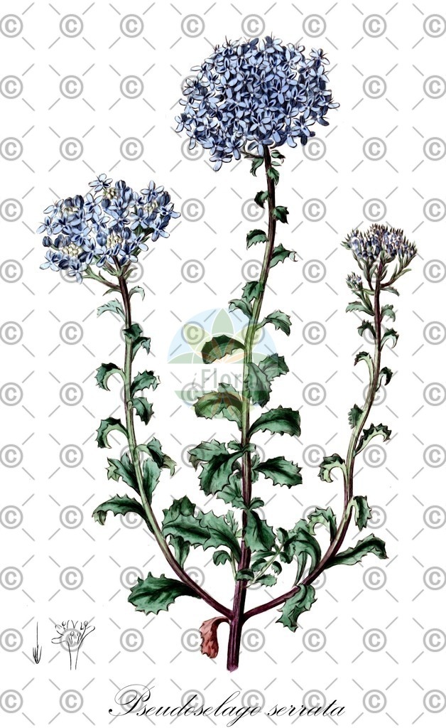 HistAbb_wfo-0000393818_1_ENZY_Simple | Historische Abbildung von Pseudoselago serrata - Scrophulariaceae | Historical Illustration of Pseudoselago serrata - Scrophulariaceae