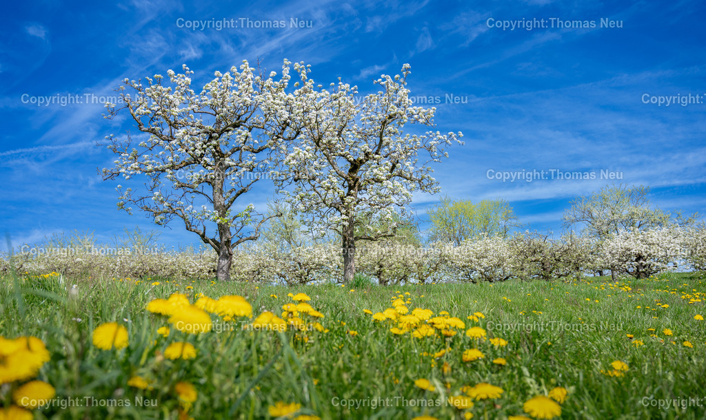 heppenheim-kirschhausen-Streuobstwiese-Birnblaumbluete-loewenzahn-fruehling-odenwald-bergstrasse-Fotografie-Thomas-Neu-46-Bearbeitet Kopie | Ein Meer aus weißen Blüten, durchzogen von leuchtend gelbem Löwenzahn – der Frühling zeigt sich hier von seiner schönsten Seite. Die blühenden Birnbäume bei Kirschhausen an der Bergstraße tauchen die sanfte Landschaft in eine warme, freundliche Stimmung, die sofort Ruhe und Leichtigkeit ausstrahlt.Dieses Motiv bringt die Frische des Frühlings direkt in Ihre Räume – ob im Wohnzimmer, im Büro oder in der Praxis. Ein Bild, das zum Durchatmen einlädt und die Schönheit der Natur jeden Tag neu erleben lässt.,Bild: THomas Neu