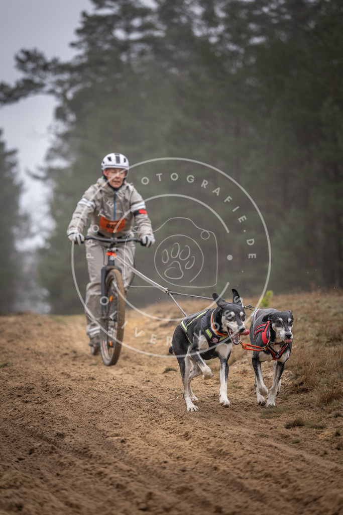 Pfotenfotografie_DV3A1003 | Hundefotografie, Tierfotograf, Pfotenfotografie, Fotoshooting Hund, Hunde Portrait, Hundesport, Hundeportraits, Heideshooting, Hunde, Sportfotograf, Hundefotograf, Turnierhundsport, THS,  - Realisiert mit Pictrs.com