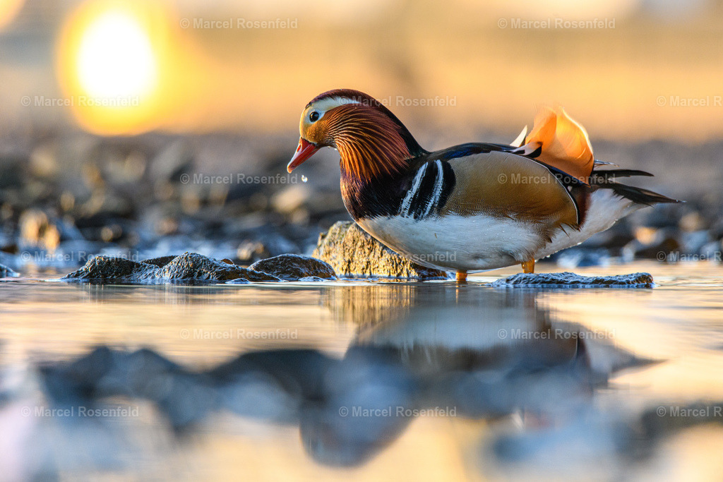 _DSC4186 | foto-rosenfeld