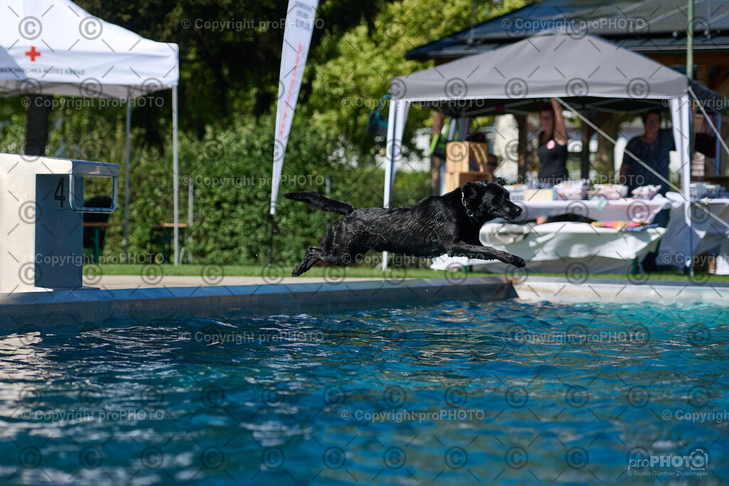 120_202509_4Hundebadetag_NZ9_2484 | proPHOTO - Realisiert mit Pictrs.com