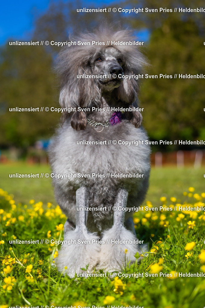 Hunderennen_April_2026_996 | 2026-04-26 - Hunderennen Baden-Oos April 2026 - Realisiert mit Pictrs.com