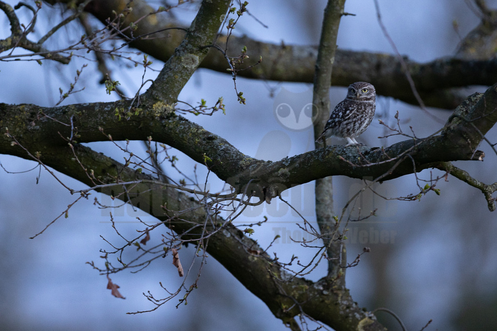 R5NF9357_20250412 | Ein Steinkauz (Athene noctua) sitzt auf einem dicken, moosbewachsenen Ast eines Baumes. Der Vogel hat ein braun-weiß gesprenkeltes Gefieder und große, leuchtend gelbe Augen, die direkt in die Kamera blicken. Um den Ast herum sind viele kleine Zweige mit frischen, grünen Knospen und jungen Blättern zu sehen, was auf den Frühling hindeutet. Der Hintergrund ist unscharf und in einem sanften Blauton gehalten, was eine ruhige und natürliche Atmosphäre schafft. Der Steinkauz scheint aufmerksam seine Umgebung zu beobachten. - Realisiert mit Pictrs.com