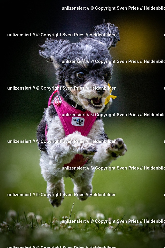 Sven Pries | 2025-05-29 - Pudelrennen KA-Durlach - Realisiert mit Pictrs.com