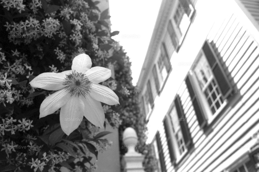 One | Charleston, South Carolina, USA - Realisiert mit Pictrs.com