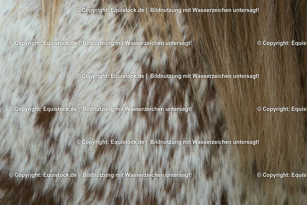 20150315_TOMsPiC_0065 | equistock