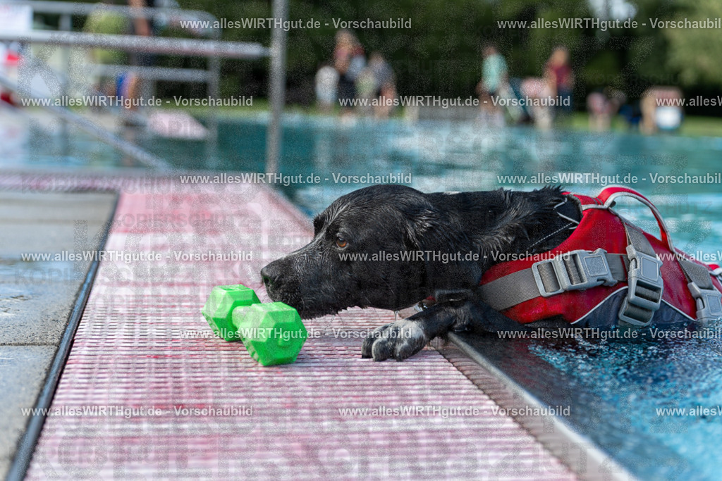 Hundeschwimmen_Volksbad_2026-allesWIRTHgut_Tierfotografie-2609061500-7R501273 | Professionelle Tierfotografie in Mönchengladbach von Daniel Wirth (allesWIRTHgut). Liebevolle & natürliche Bilder von Hunden & Katzen für unvergessliche Erinnerungen.