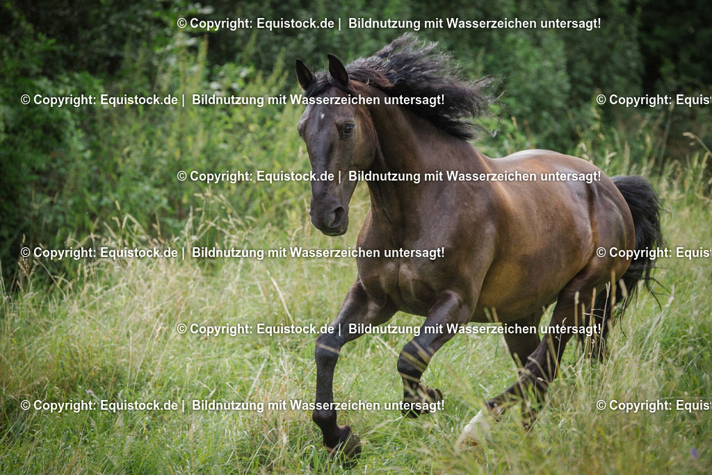 TS_20160811_Brauner_in_Bewegung_0002 | equistock