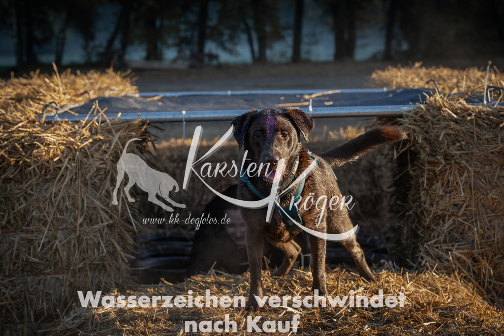 0904_ZZ91011 | kk-dogfotos