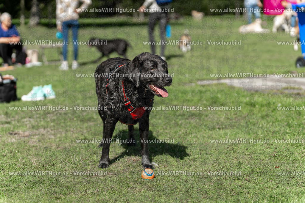 Hundeschwimmen_Volksbad_2026-allesWIRTHgut_Tierfotografie-2609061240-115016-7R500124 | Professionelle Tierfotografie in Mönchengladbach von Daniel Wirth (allesWIRTHgut). Liebevolle & natürliche Bilder von Hunden & Katzen für unvergessliche Erinnerungen.