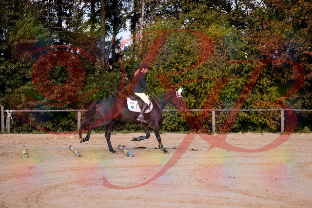 2026_10_03_Siefer-Hof_145847_Z81_40456122 | Professionelle Reitsport-, Turnier- und Eventfotografie von Robert Broda. Galerien mit ausgewählten und bearbeiteten Bildern direkt online ansehen und bestellen.