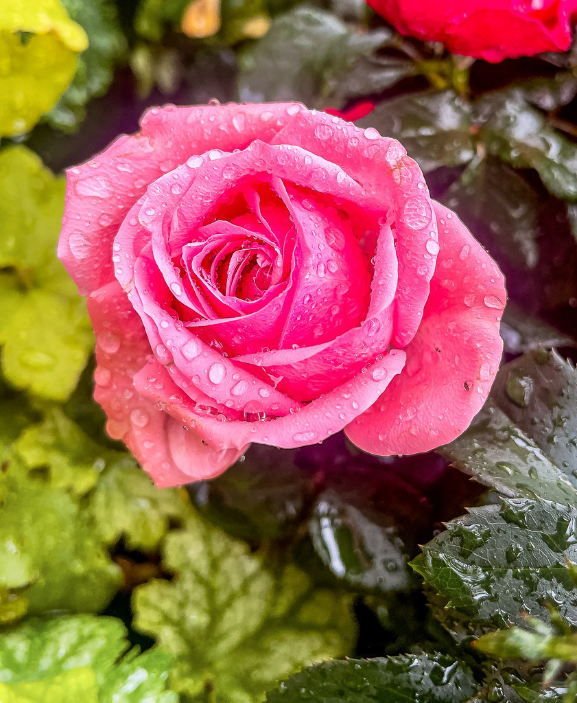 Wandbild Gartenrose Pink – Farbenfrohe Blütenpracht im modernen Fine-Art-Stil | Setzen Sie ein energiegeladenes Stil-Statement in Ihren Räumen! Dieses exklusive, hochformatige Wandbild fasziniert mit einer detailreichen Nahaufnahme einer prachtvollen pinken Gartenrose. Die intensive Leuchtkraft der Blütenblätter und die natürliche Lichtstimmung machen dieses florale Kunstwerk zu einem spektakulären Blickfang auf Leinwand, edlem Alu-Dibond oder hinter glänzendem Acrylglas – perfekt für Wohnzimmer, Flur oder Büro. - Realisiert mit Pictrs.com