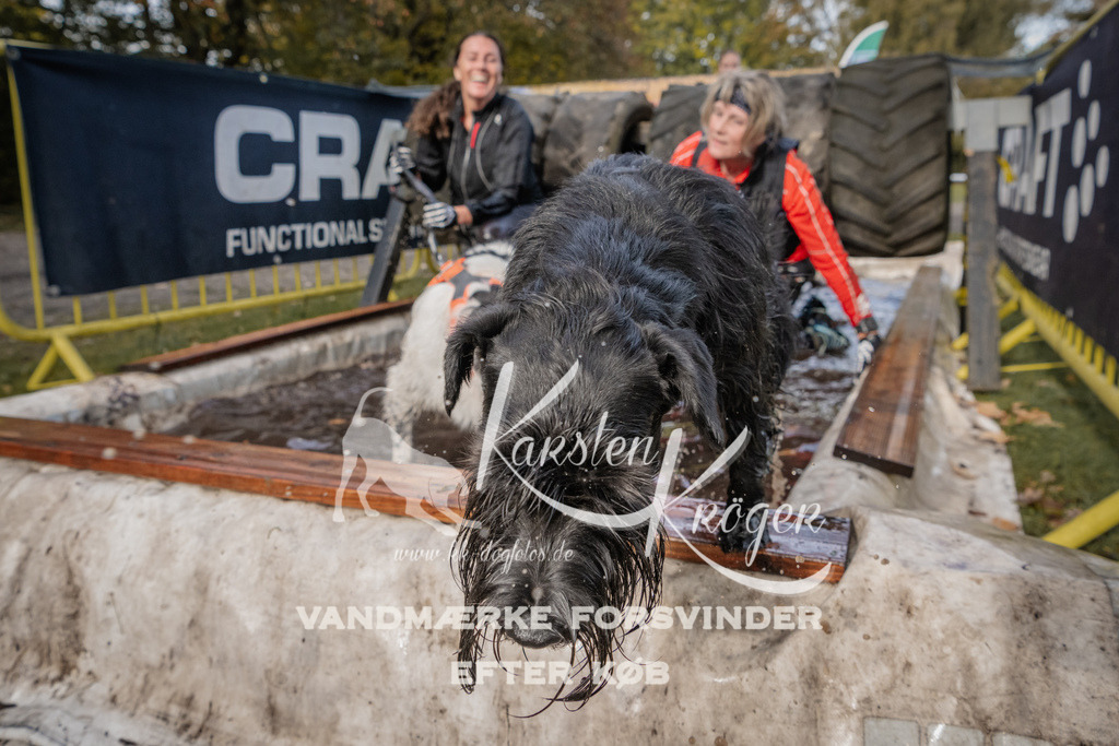 1426_ZZ94561 | kk-dogfotos