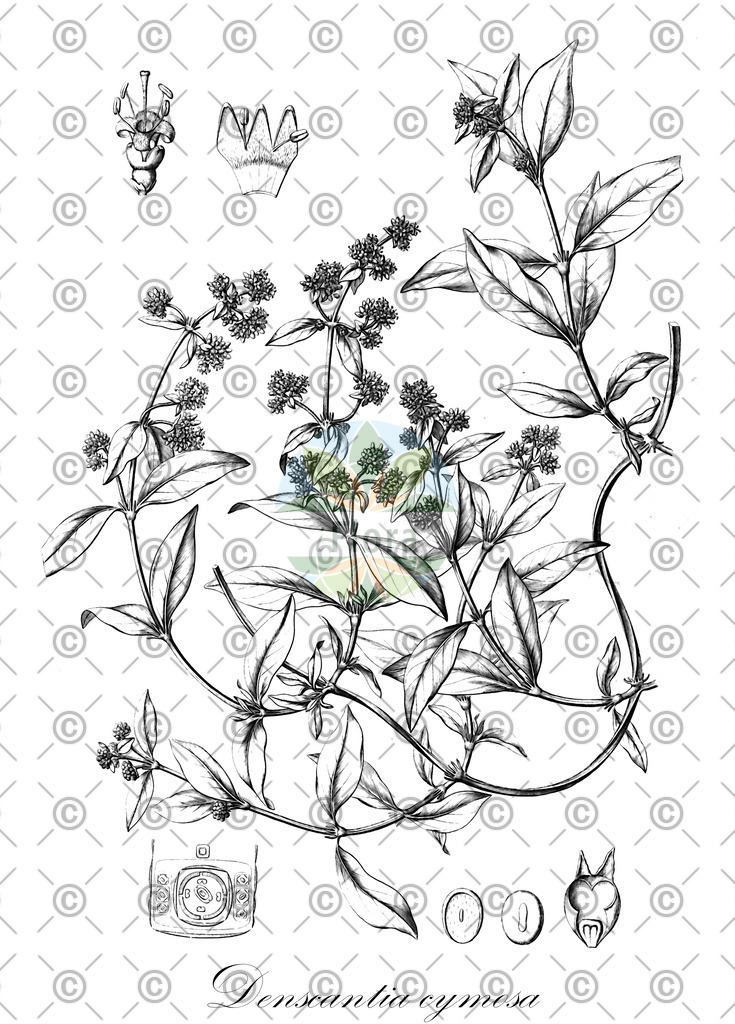 HistAbb_wfo-0000641711_1_ENZY_Simple | Historische Abbildung von Denscantia cymosa - Rubiaceae | Historical Illustration of Denscantia cymosa - Rubiaceae