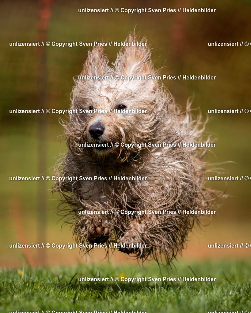 Sven Pries | 2024-04-21 - Hunderennen Baden-Oos
Foto: Sven Pries - Realisiert mit Pictrs.com