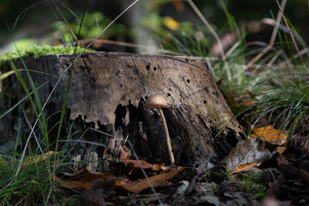 Boten des Herbstes | Aus den Wäldern rund um Wismar in Mecklenburg-Vorpommern. - Realisiert mit Pictrs.com