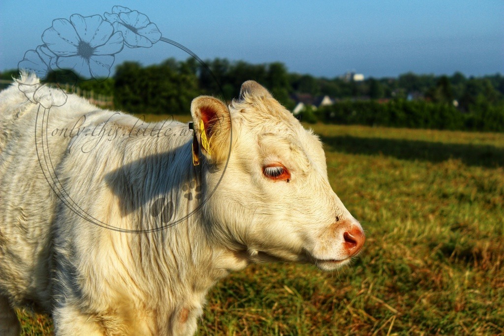 Charolais Kälbchen 007 | only.this.little.world - Realisiert mit Pictrs.com