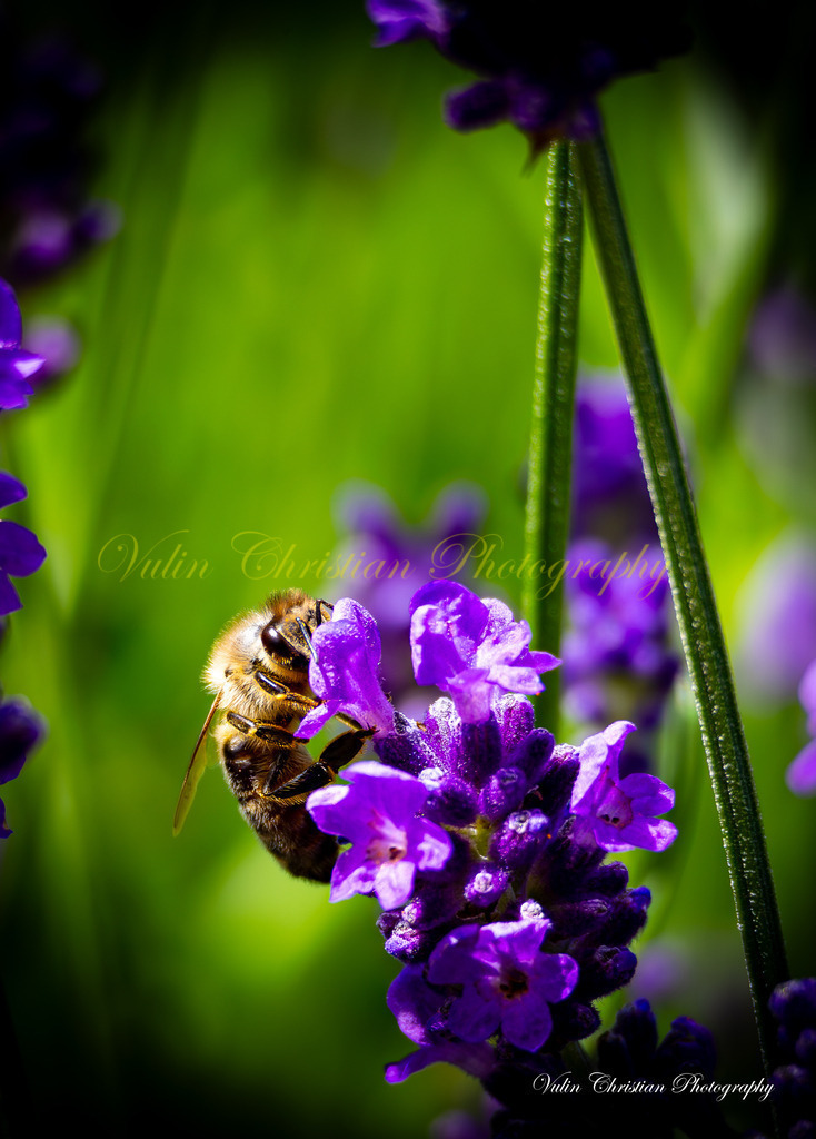 Macro 12 | Christian Vulin  - Realisiert mit Pictrs.com