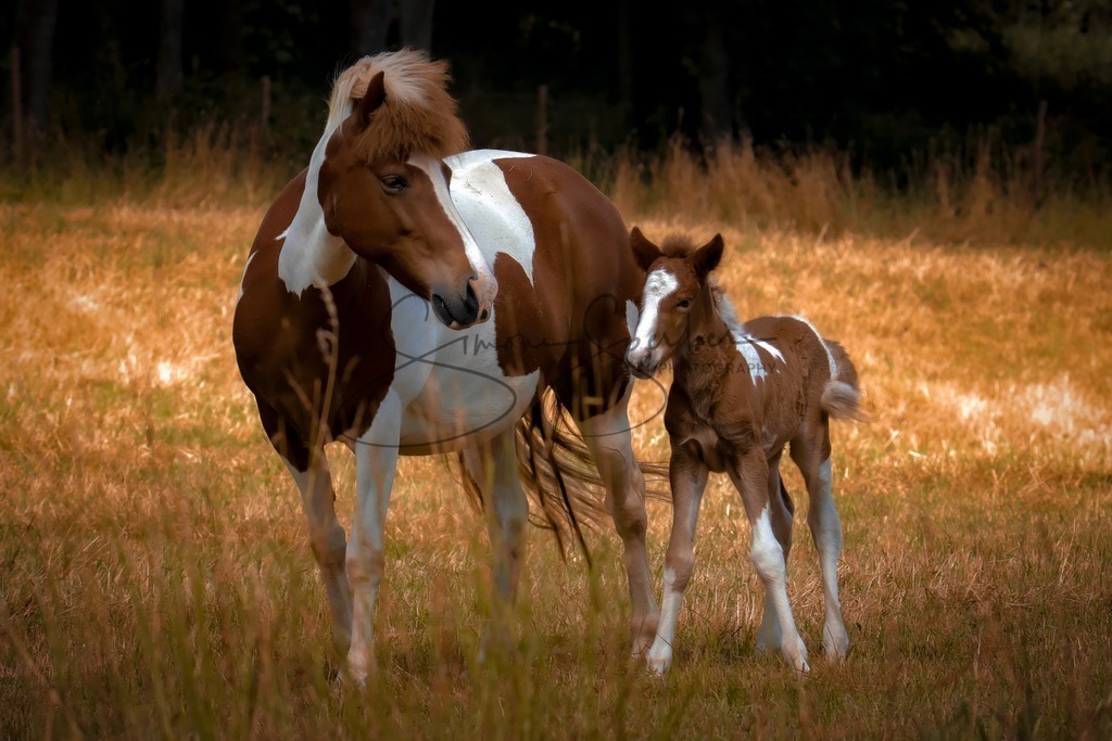 Islandpferde | Simone Sperber, svb-photography,Fotografin,Bilddesignerin,Naturfotografie,Macrofotografie,Tierfotografie,Wildtierfotografie,Ausstellungen,Auftragsfotografie,Kunst,Art,Photographer,Shootings,Bildberatbeitung,Galerie,Shop