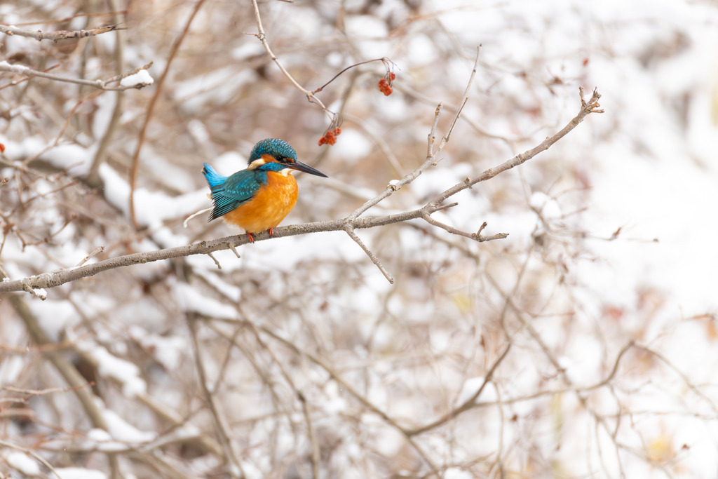 Der Eisvogel | Der Eisvogel (Alcedo atthis) ist aufgrund seines leuchtend bunten Gefieders und seiner pfeilschnellen Jagdweise eine der auffälligsten und schönsten Vogelarten Mitteleuropas. Er wird oft als "fliegender Edelstein" bezeichnet und dient als wichtiger Indikator für die Gesundheit und Naturnähe von Gewässern. - Realisiert mit Pictrs.com