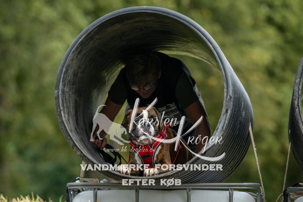 1147_ZZ90460 | kk-dogfotos