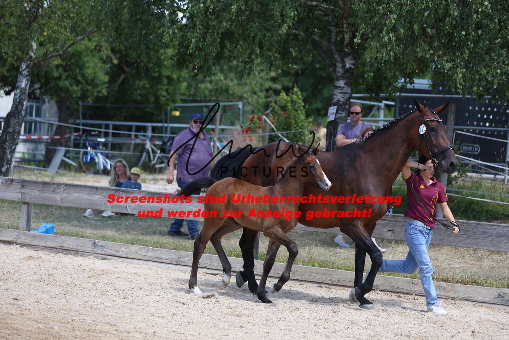 Fohlenschau_Schwäbisch_Hall_springbetonte_Fohlen_KN 32_15 | lmwpictures - Realisiert mit Pictrs.com