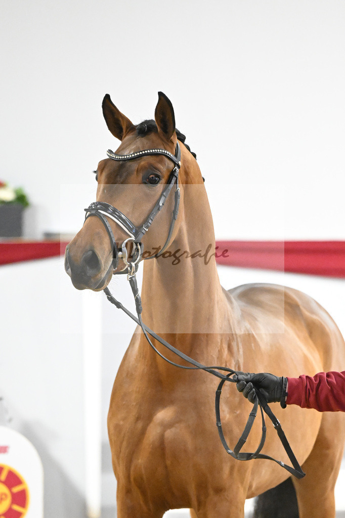 Kat-Nr. 34 v. Del Arko_Bauhofer_63221002 | hf-fotografie - Realisiert mit Pictrs.com