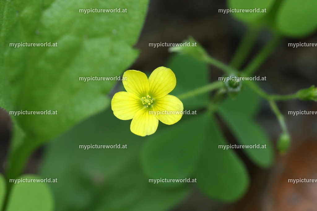 Aufrechter Sauerklee-004 | Das Bilderarchiv über Tiere, Planzen und Landschaften. In der Bilddatenbank finden Sie ein große Auswahl an hochwertigen Bilder für Ihre Werbung - Realisiert mit Pictrs.com