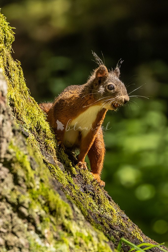 _01A5826 | Sportbilder, Sportfotograf, Hochzeits- und Eventfotografin, Flugshows, Portraits und Tiershooting, Aviation, Downhill, Nationalleague, Swissleague, International