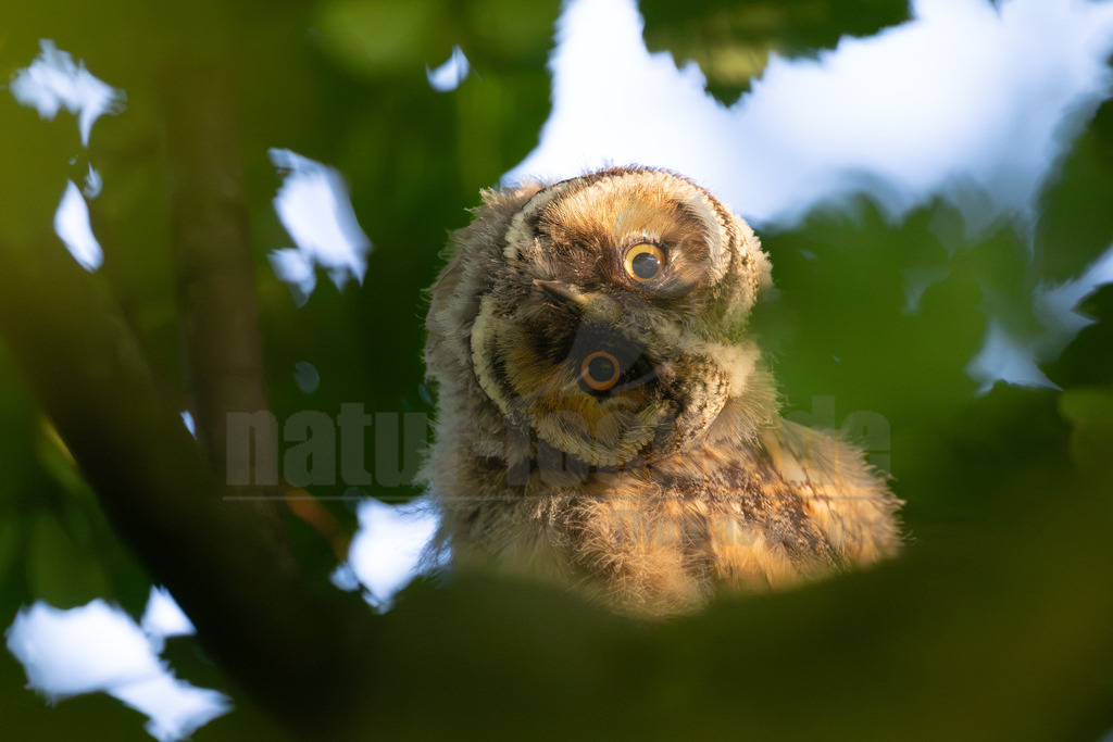 R6M30483_20260623 | Ein junger Waldohreulen-Jungvogel (Asio otus) blickt mit großen, gelben Augen direkt in die Kamera, während er seinen Kopf leicht zur Seite neigt. Er sitzt versteckt zwischen dichtem, grünem Laub, das ihn teilweise umrahmt und für eine natürliche Tarnung sorgt. Das Gefieder des Jungvogels ist flauschig und zeigt die typische bräunlich-graue Musterung mit helleren Flaumfedern, die für junge Eulen charakteristisch sind. Waldohreulen sind nachtaktive Greifvögel, die in Wäldern und offenen Landschaften mit Baumbestand leben. Sie sind bekannt für ihre langen Federohren, die bei Jungvögeln oft noch nicht so ausgeprägt sind. Diese Eulenart ernährt sich hauptsächlich von Kleinsäugern. - Realisiert mit Pictrs.com