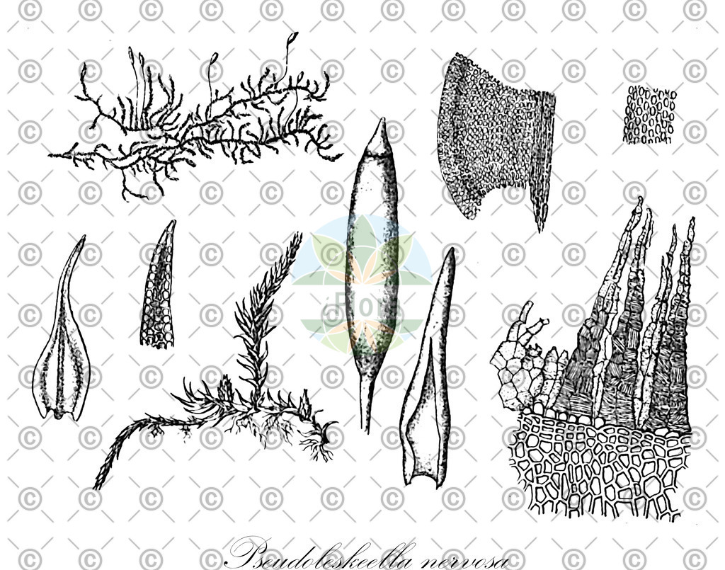 HistAbb_wfo-0000473917_1_ENZY_Simple | Historische Abbildung von Pseudoleskeella nervosa - Pseudoleskeellaceae | Historical Illustration of Pseudoleskeella nervosa - Pseudoleskeellaceae