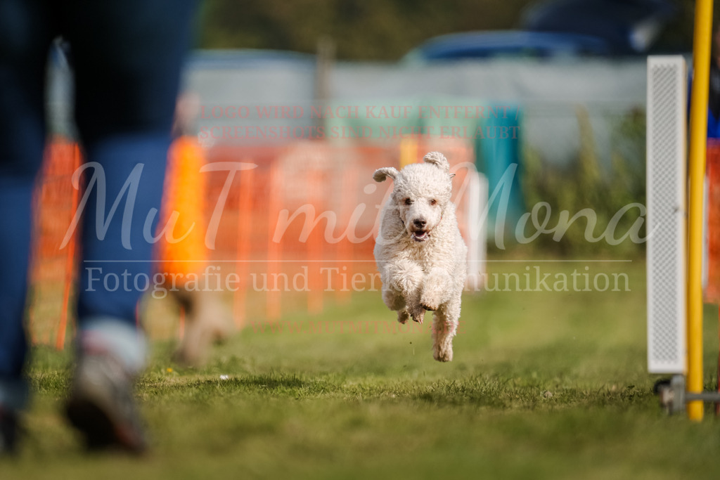 20250928_Hunderennen-228 | MuT (Mensch und Tier) mit Mona - Fotografie und Tierkommunikation - Realisiert mit Pictrs.com