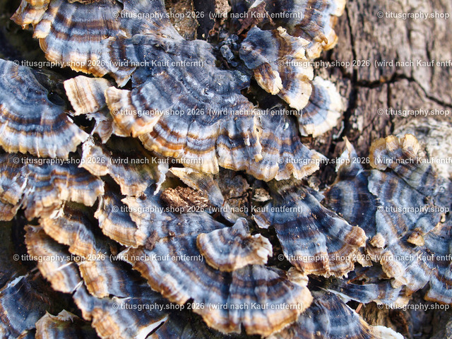 titusgraphy_P3315677-vz-ln | titusgraphy-shop: Geschenkideen mit Qualitätsfotos. titusgraphy-shop: gift ideas with quality photos. titusgraphy-shop: idées cadeaux avec photos de qualité.  - Realisiert mit Pictrs.com