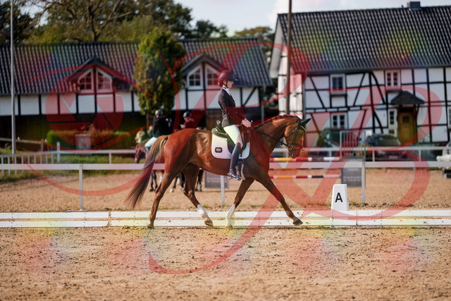 2026_10_03_Siefer-Hof_132858_Z63_90651177 | Professionelle Reitsport-, Turnier- und Eventfotografie von Robert Broda. Galerien mit ausgewählten und bearbeiteten Bildern direkt online ansehen und bestellen.