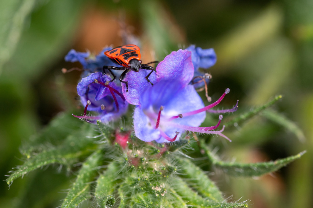 IMG_4467 | ehrlichefotos - Realisiert mit Pictrs.com