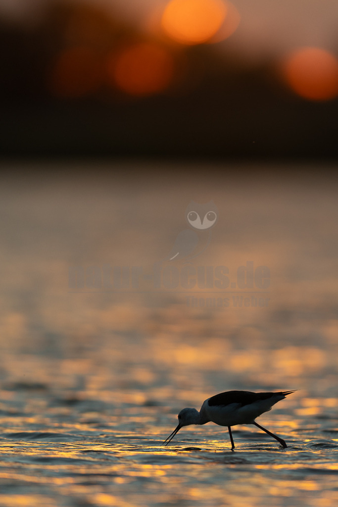 R5M22464_20260521 | Ein Stelzenläufer (Himantopus himantopus) watet im goldenen Licht des Sonnenuntergangs durch flaches Wasser und sucht nach Nahrung. Die Silhouette des Vogels mit seinen charakteristischen langen Beinen und dem dünnen Schnabel ist deutlich vor dem warmen, unscharfen Hintergrund zu erkennen. - Realisiert mit Pictrs.com