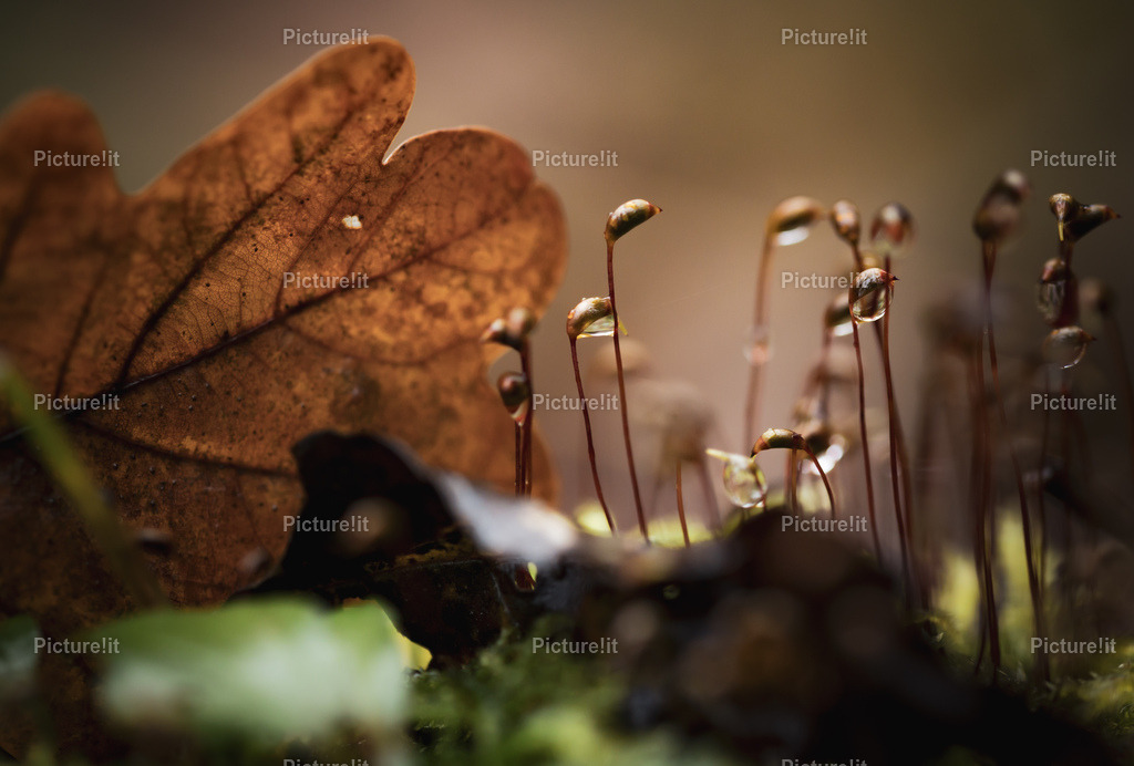 Blick auf die Natur  | Entdecken Sie unsere vielfältige Auswahl an digitalen Panoramen und hochwertigen Fotoprodukten. Ob als sofortiger Download für kreative Projekte oder als exklusives Fotoprodukt für Ihr Zuhause – unsere einzigartigen Aufnahmen bieten perfekte Qualität.  - Realisiert mit Pictrs.com