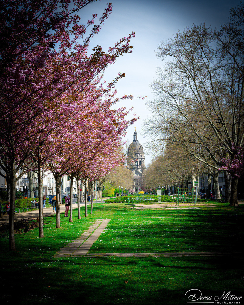 Kirschbaumblütten mit Blick auf die Mainzer Christuskirche | Kirschbaumblütten mit Blick auf die Mainzer Christuskirche