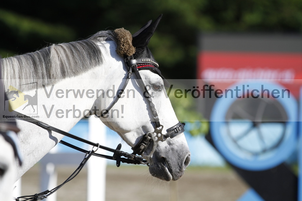 _MG_1301 | equestrian-live-com