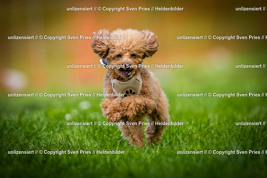 Sven Pries | 2025-04-13 - Hunderennen Baden-Baden - Realisiert mit Pictrs.com