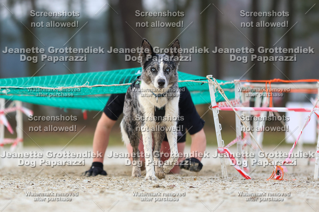 Dog Paparazzi - Strongdog North Mrz26-3651 | Dog Paparazzi Jeanette Grottendiek Fotografie & Videografie - Realisiert mit Pictrs.com