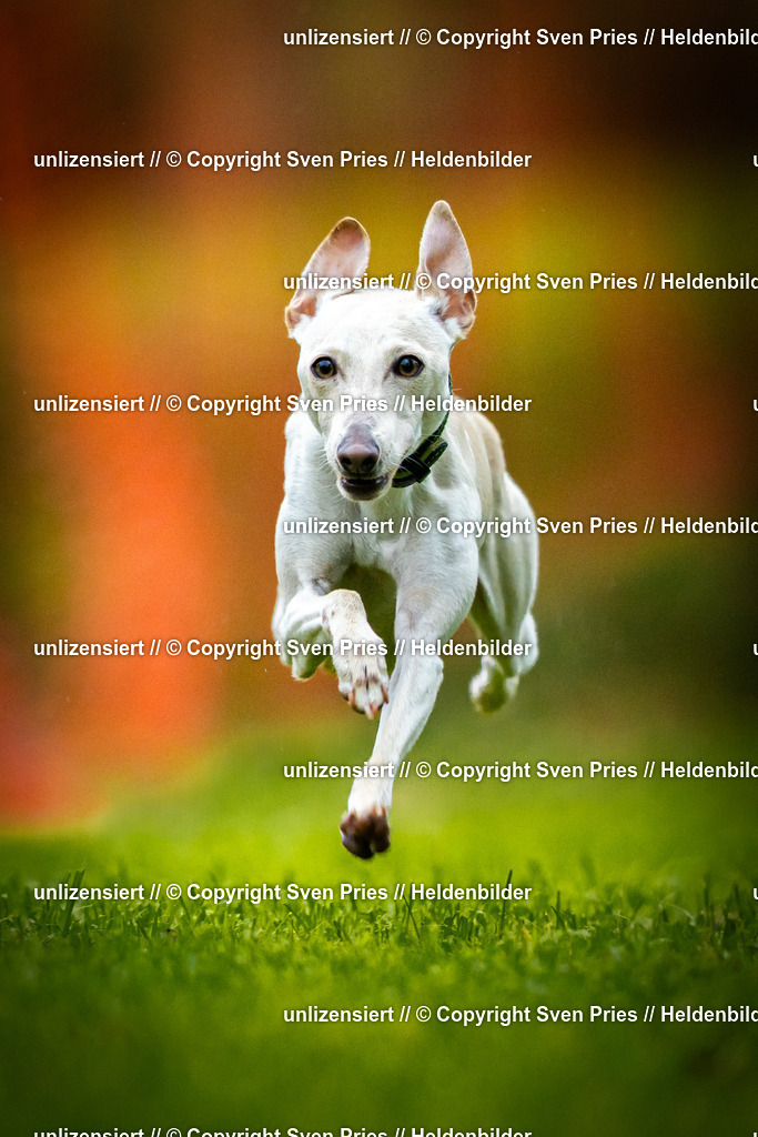 Sven Pries | 2025-09-21 - Hunderennen Baden-Oos - Realisiert mit Pictrs.com